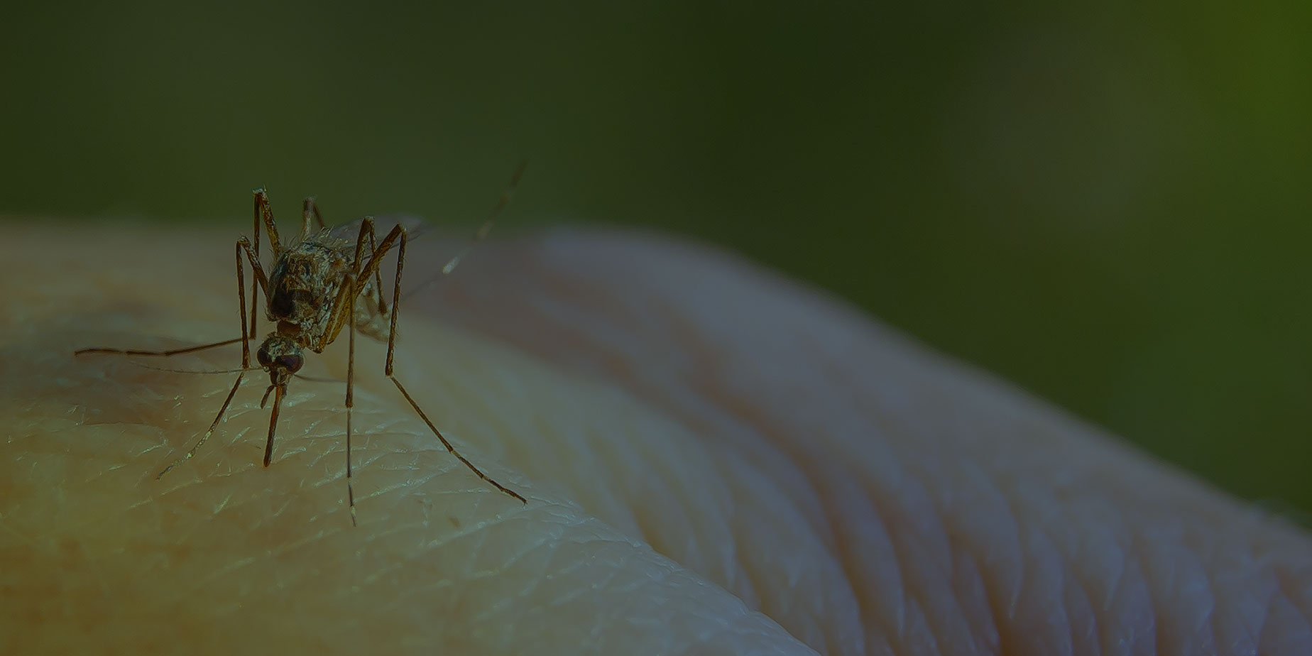 close up of a mosquito sitting on someones hand roanoke tx