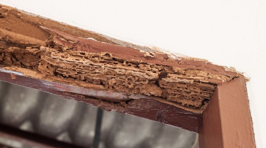 damage by termite roanoke tx
