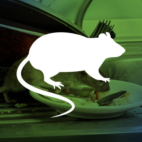 picture of a rat walking around a lot of dishes in a kitchen roanoke tx