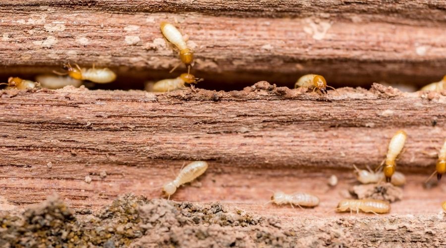 termite services roanoke tx