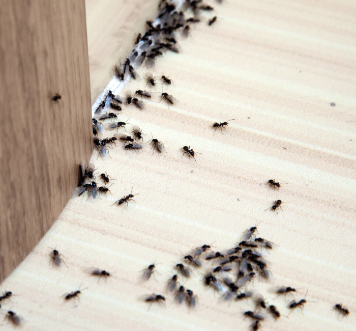 ants in a house