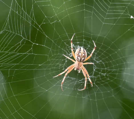 Spider Control Services 2