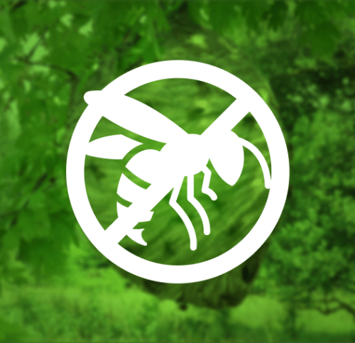 Bee and wasp removal