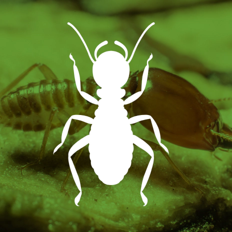 Termite (2)